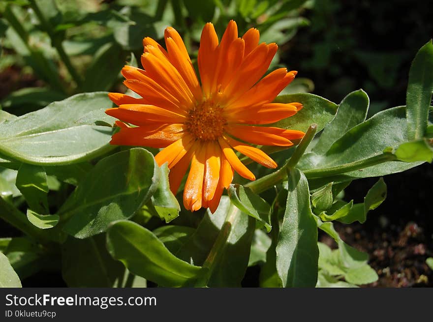 Flower, Plant, Flora, Calendula