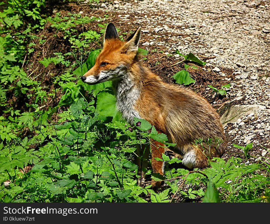 Wildlife, Fauna, Mammal, Red Fox