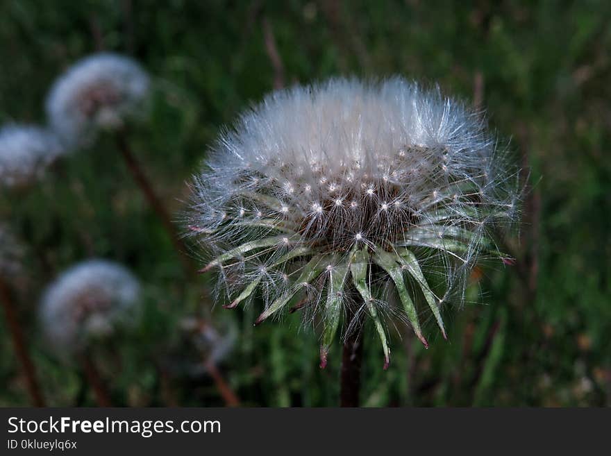 Flower, Dandelion, Flora, Plant