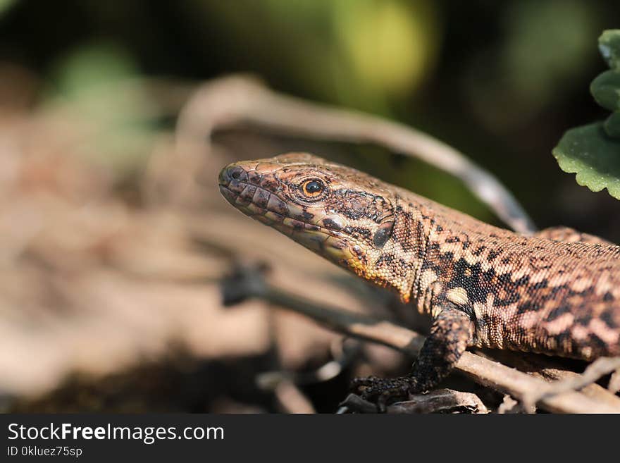 Reptile, Lizard, Scaled Reptile, Fauna