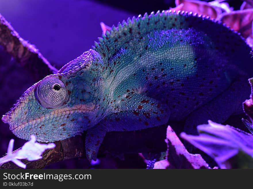 Blue, Chameleon, Purple, Marine Biology