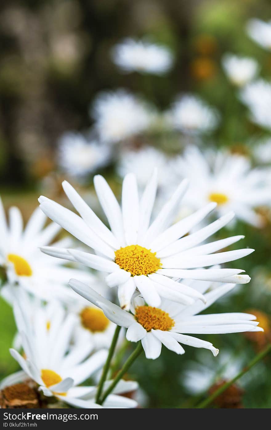 Flower, Oxeye Daisy, Flora, Flowering Plant