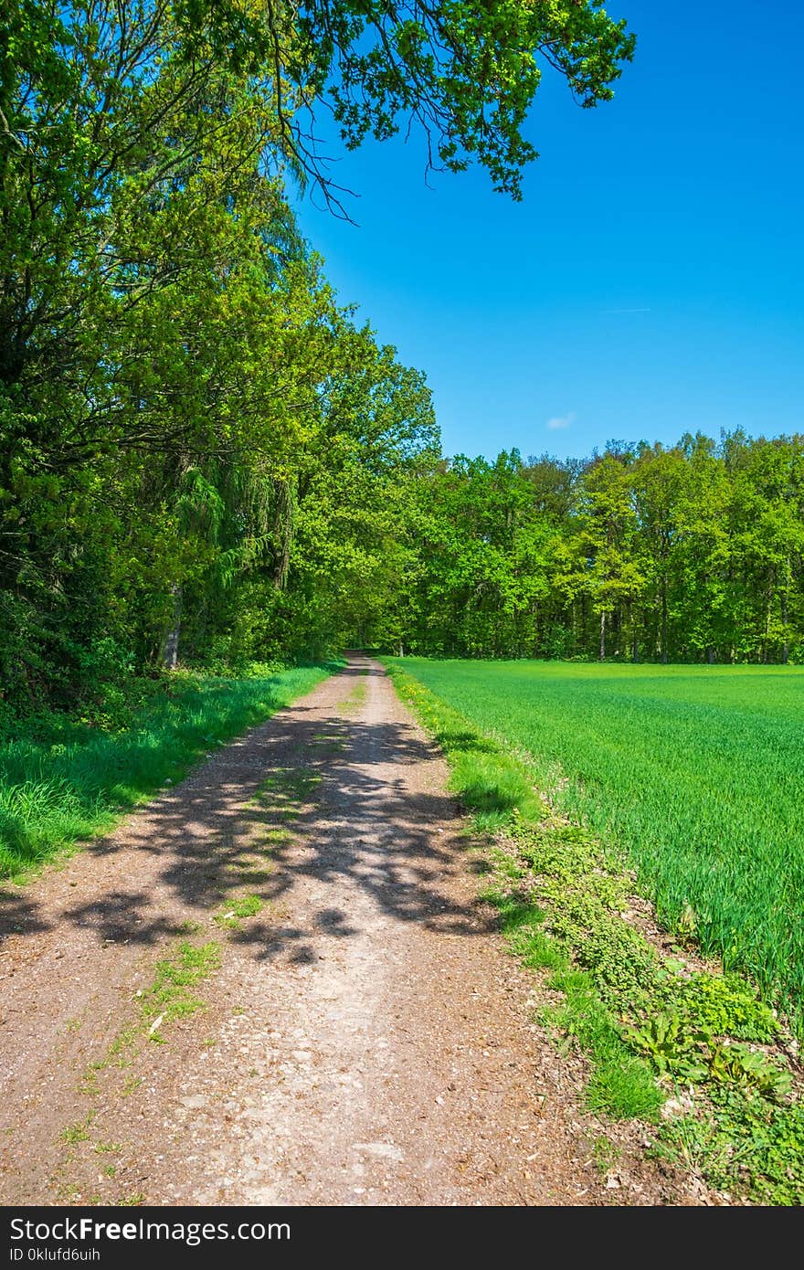 Road, Path, Nature, Vegetation