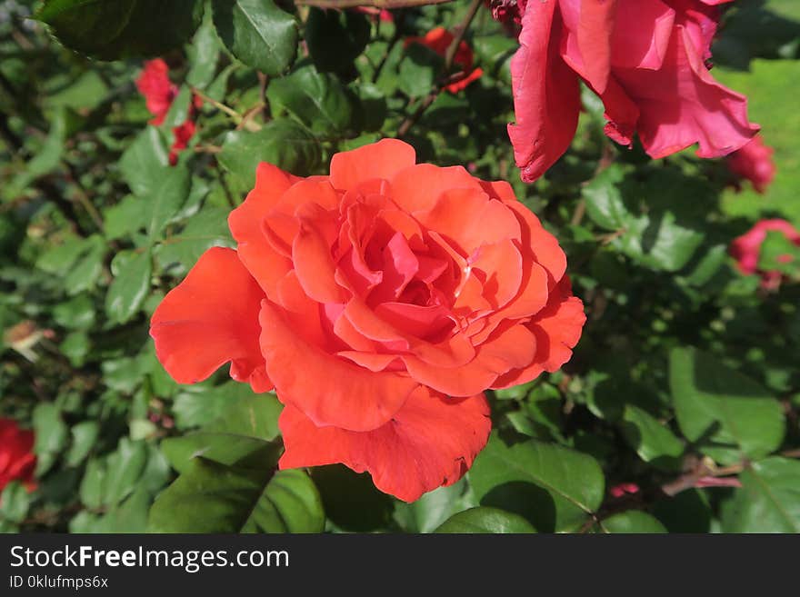 Rose, Flower, Rose Family, Floribunda