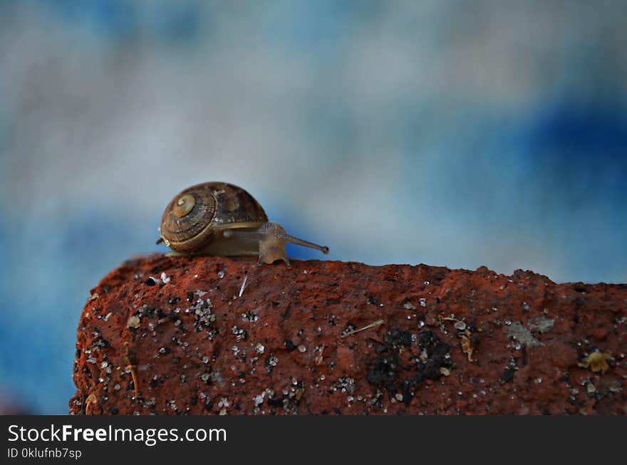 Snail, Snails And Slugs, Close Up, Organism