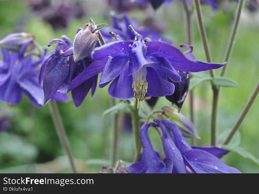 Flower, Plant, Flora, Purple