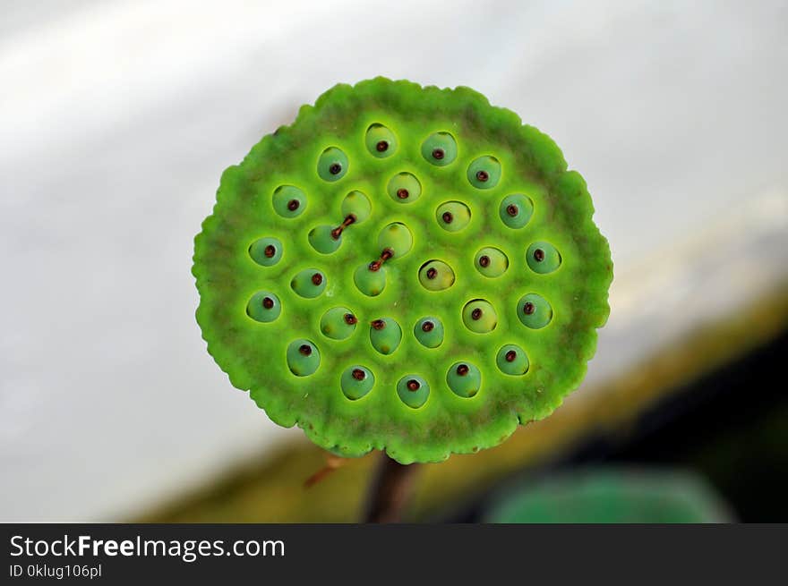 Close Up, Macro Photography, Flora, Organism