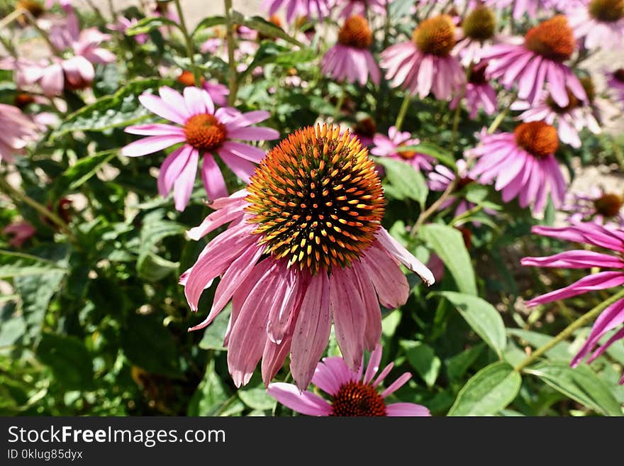 Flower, Plant, Coneflower, Flowering Plant