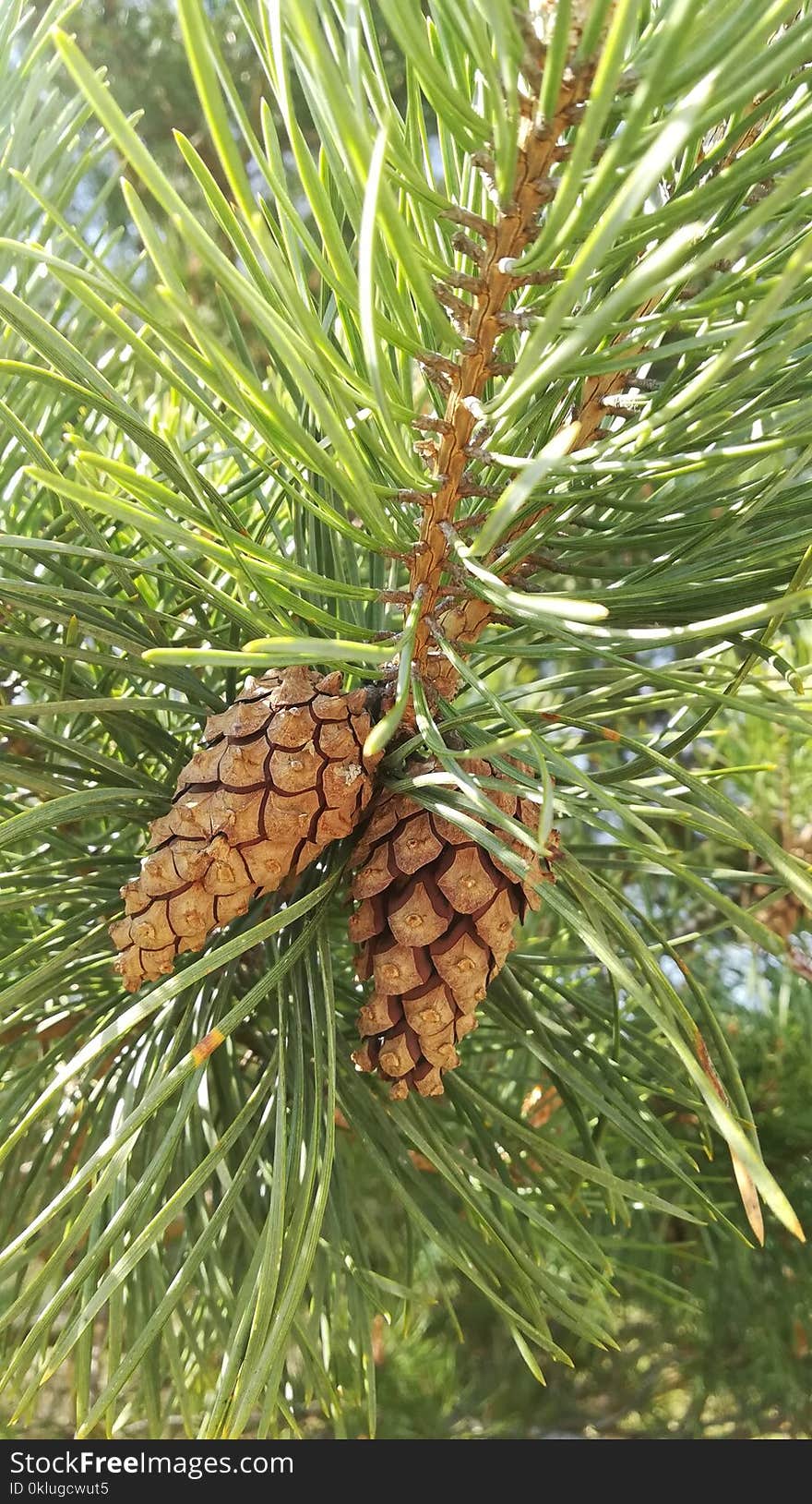 Pine Family, Tree, Conifer Cone, Pine