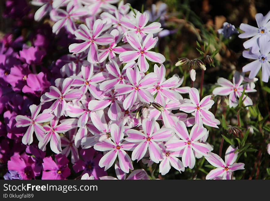 Flower, Plant, Flora, Flowering Plant