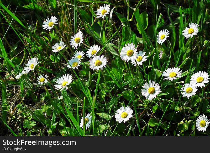 Flower, Plant, Flora, Daisy Family