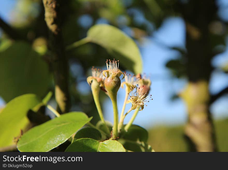 Plant, Flora, Vegetation, Branch