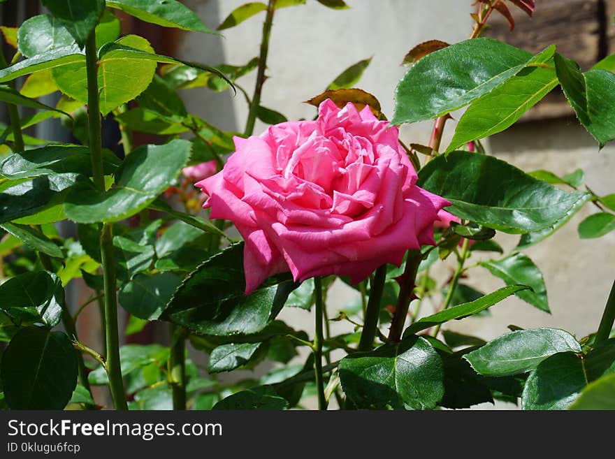 Rose, Flower, Plant, Rose Family