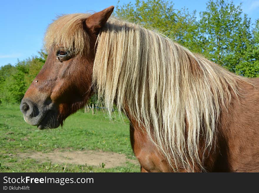 Horse, Mane, Horse Like Mammal, Mare