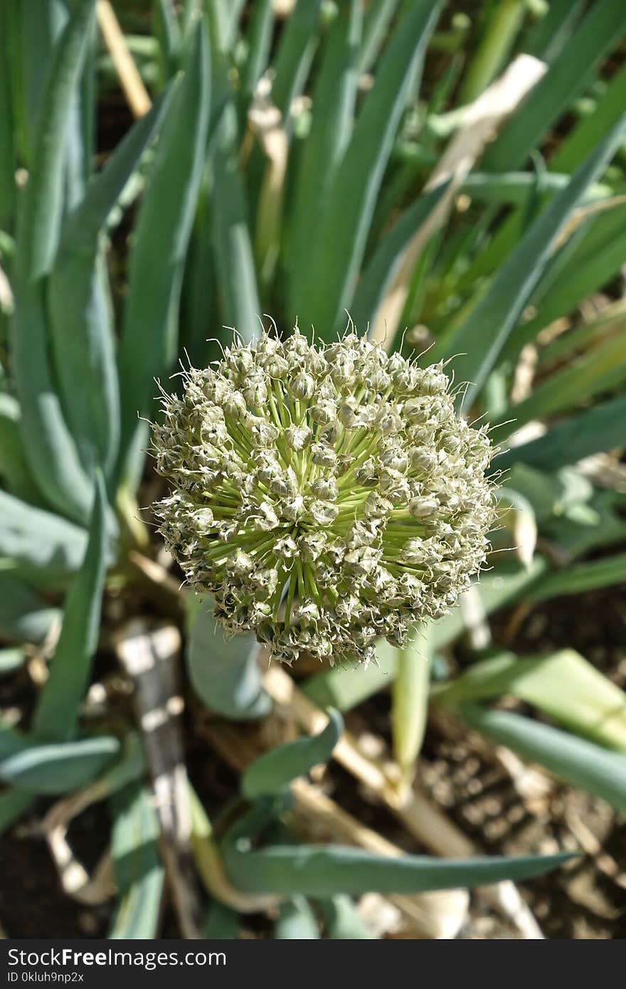 Plant, Flora, Grass, Onion Genus