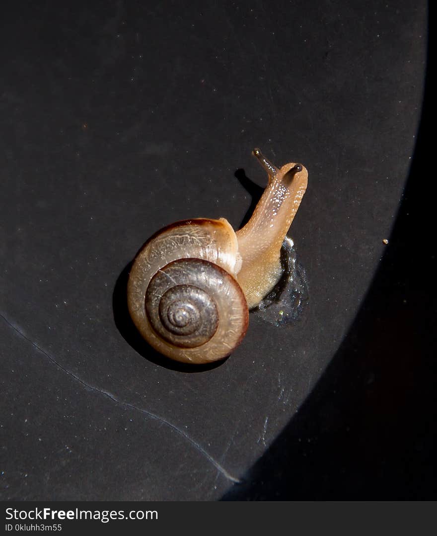 Snails And Slugs, Snail, Molluscs, Invertebrate