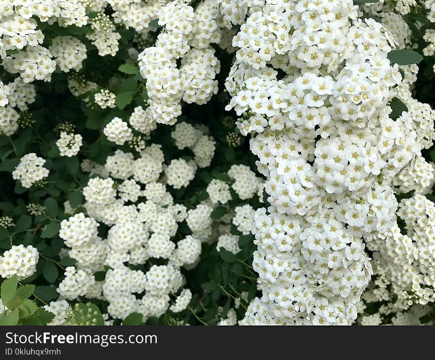 Flower, Plant, Flowering Plant, Evergreen Candytuft