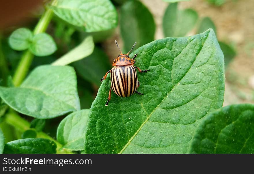 Insect, Leaf, Invertebrate, Beetle