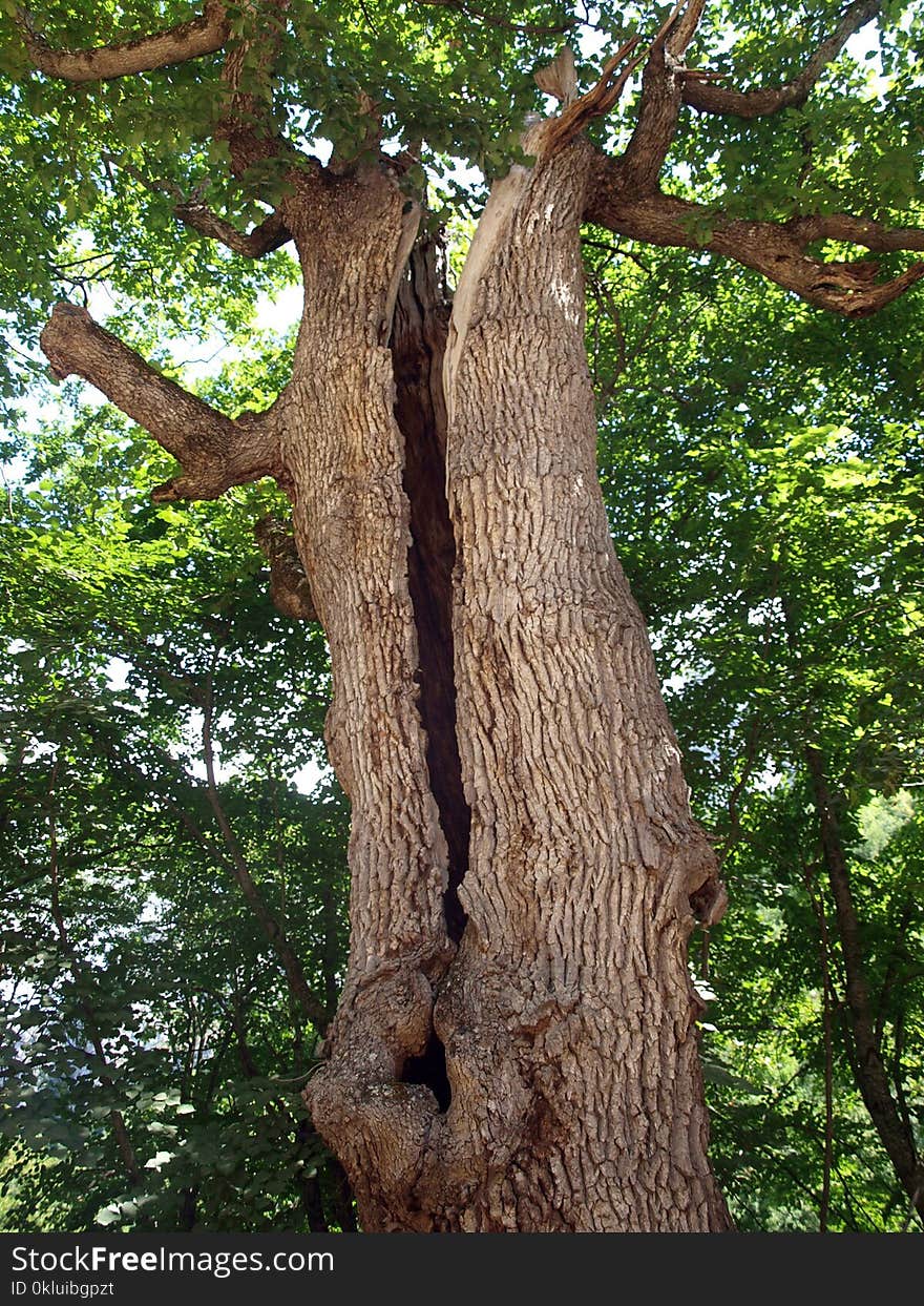 Tree, Woody Plant, Branch, Woodland