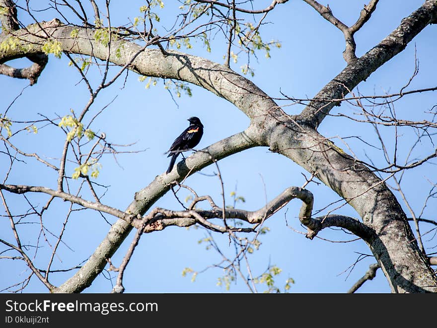 Bird, Tree, Branch, Fauna