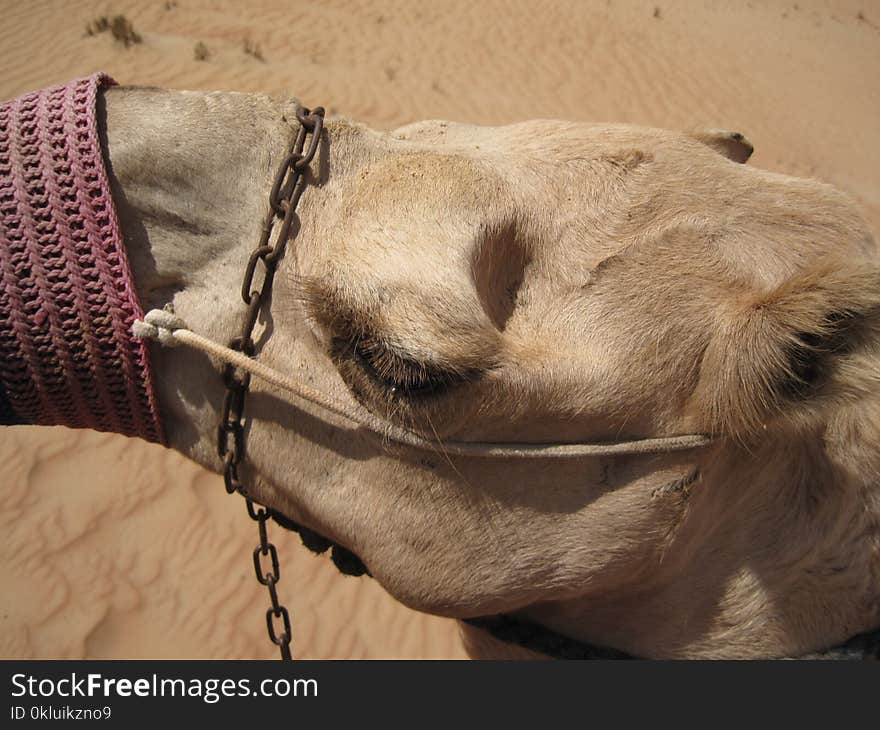 Camel, Camel Like Mammal, Arabian Camel, Snout