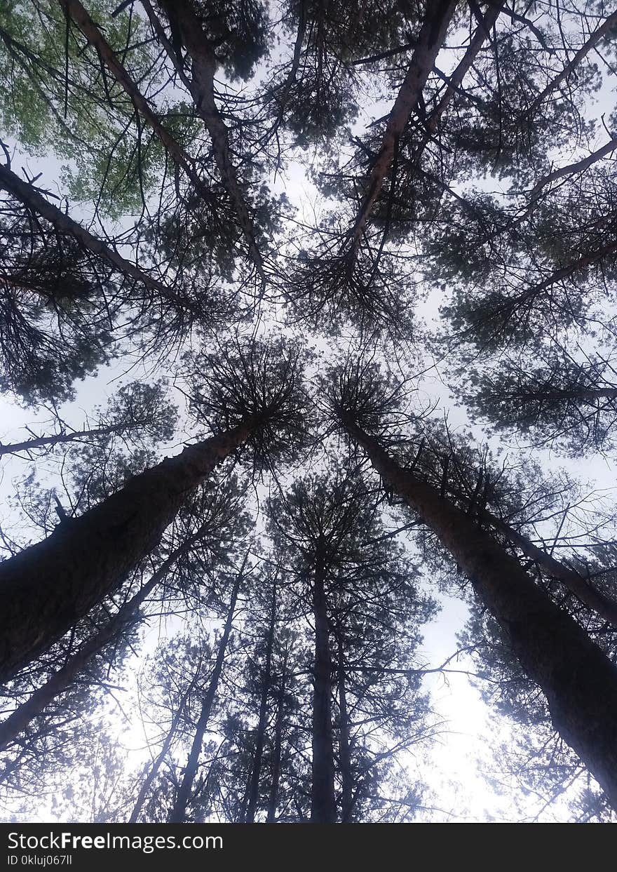 Tree, Woody Plant, Sky, Forest