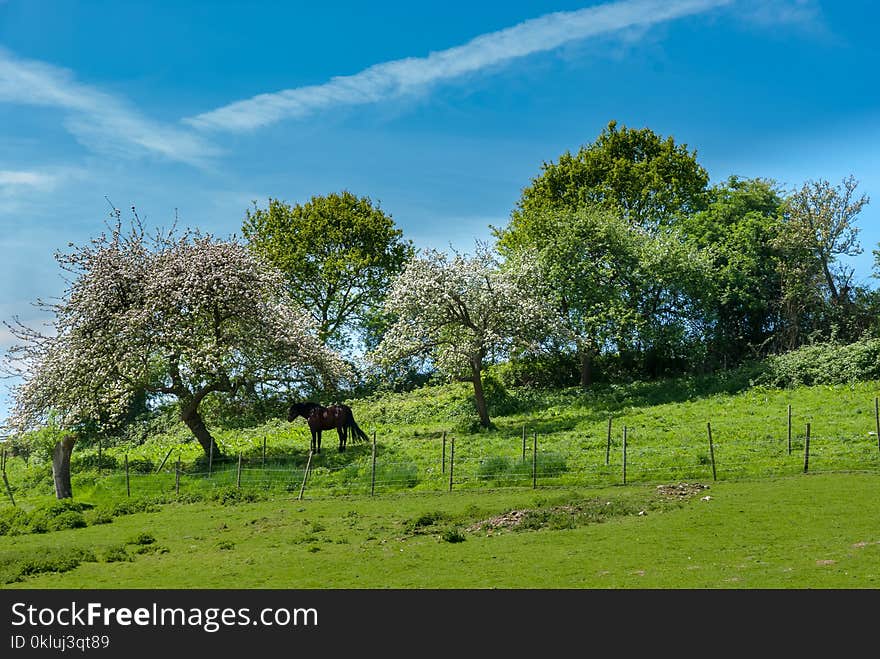 Grassland, Sky, Tree, Pasture