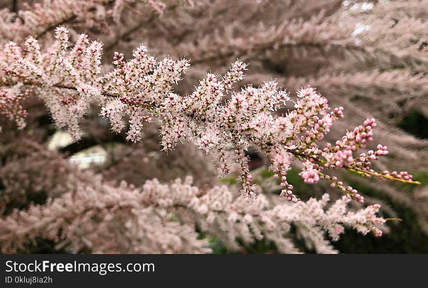 Plant, Spring, Blossom, Flower