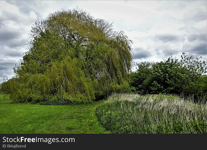 Tree, Vegetation, Ecosystem, Nature Reserve