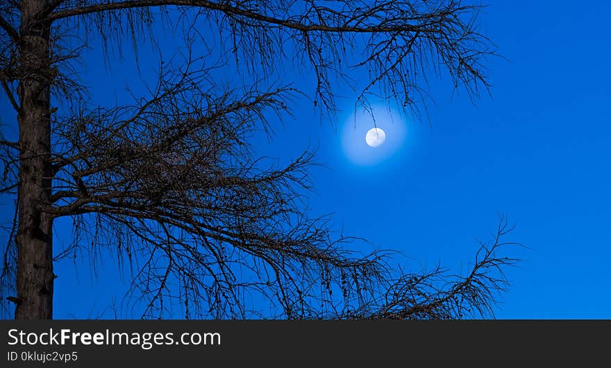 Sky, Branch, Tree, Moon