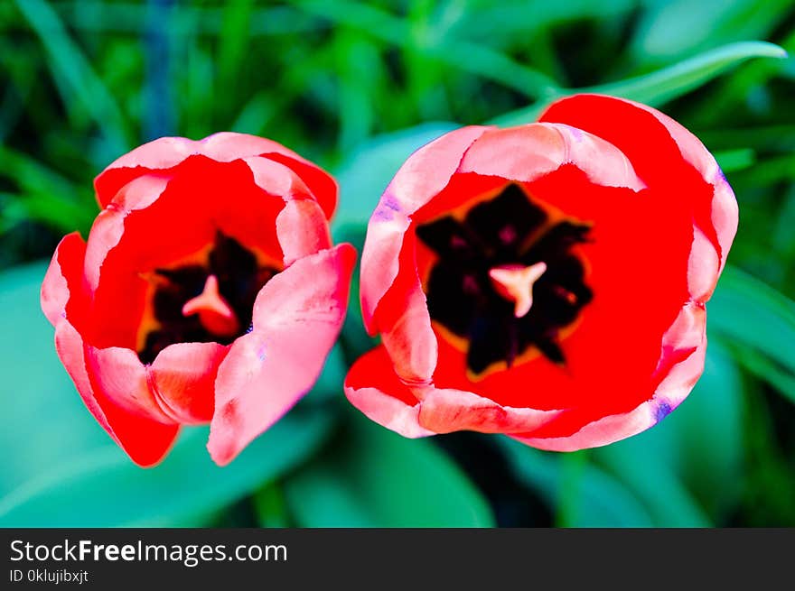 Flower, Flowering Plant, Plant, Tulip