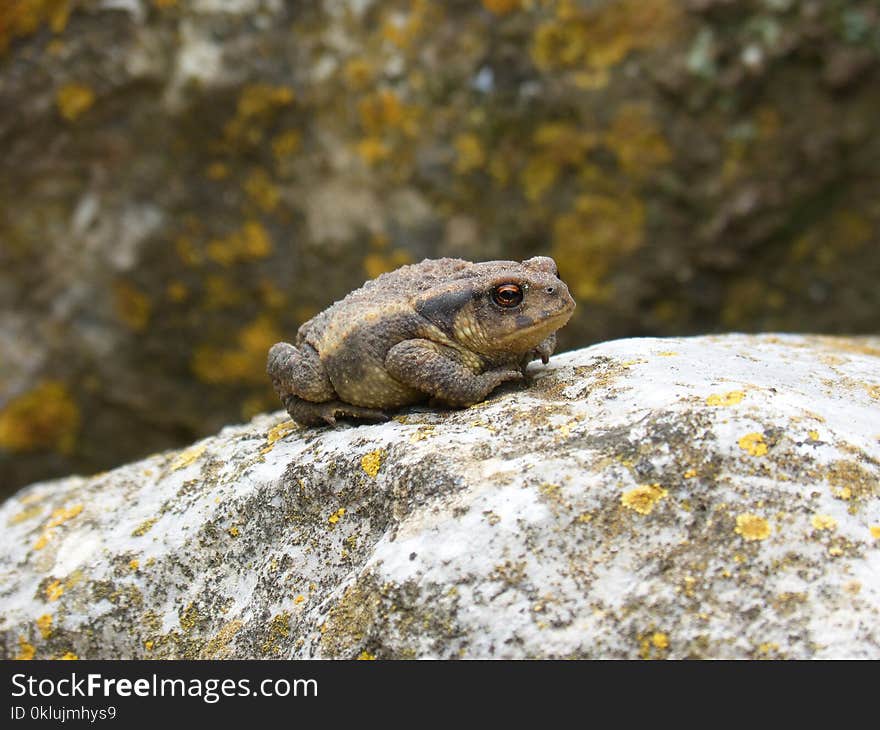 Toad, Amphibian, Fauna, Frog