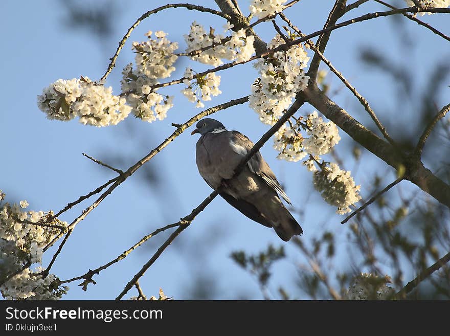 Bird, Branch, Fauna, Beak