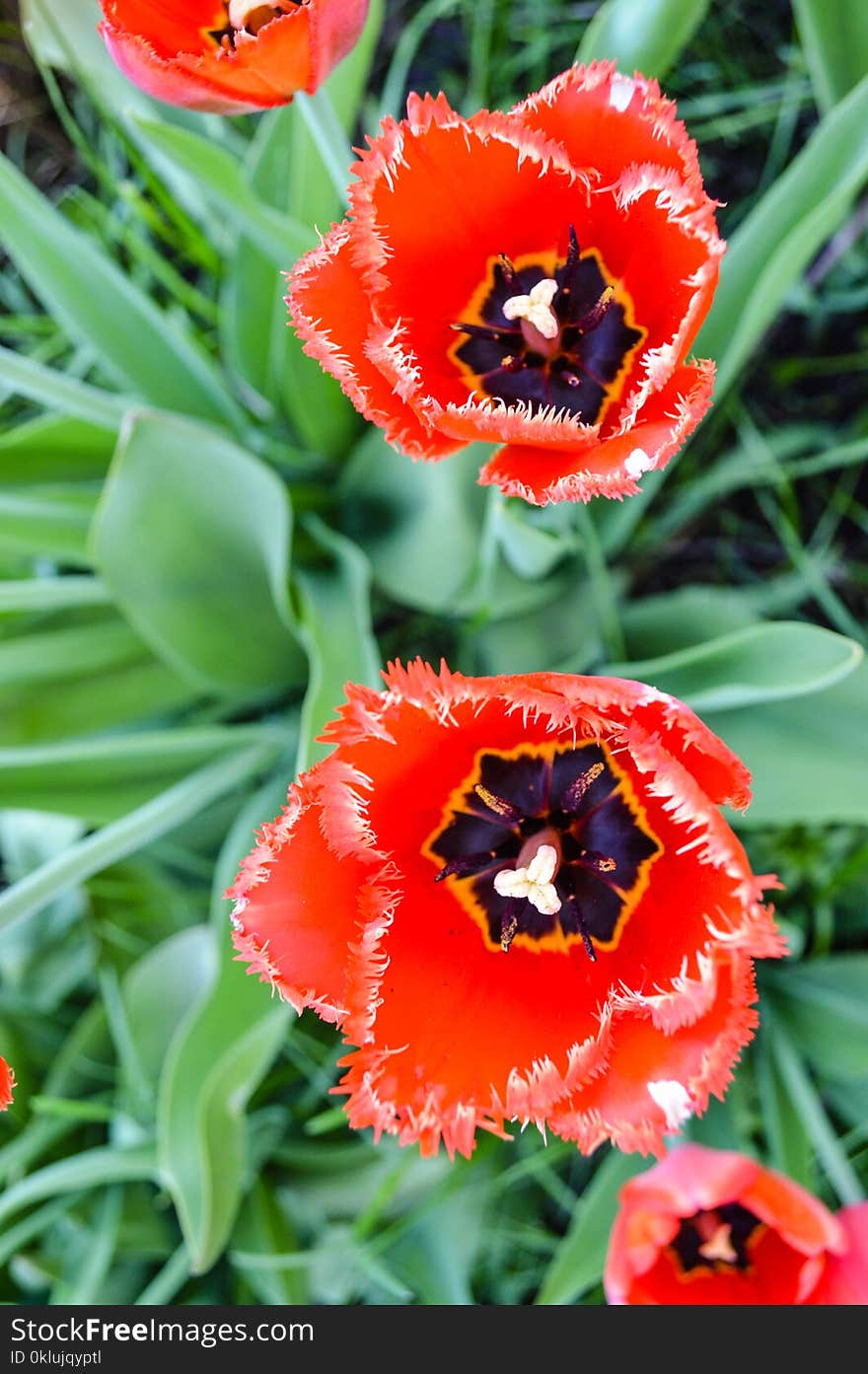 Flower, Plant, Flowering Plant, Wildflower