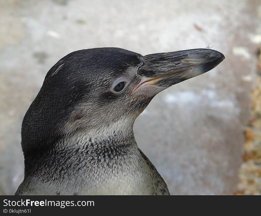 Bird, Penguin, Beak, Fauna