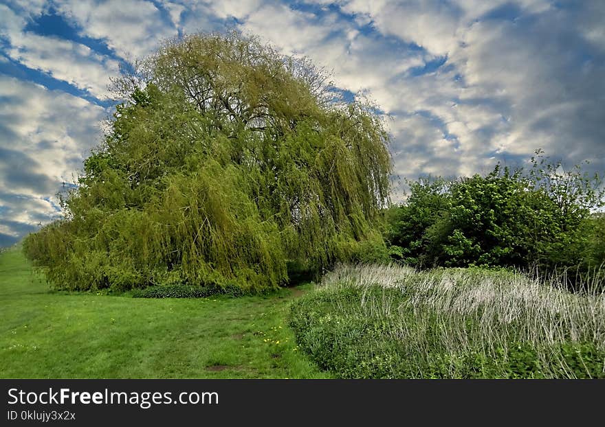 Sky, Cloud, Tree, Nature