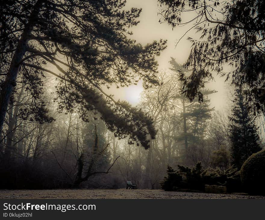 Nature, Tree, Sky, Woodland