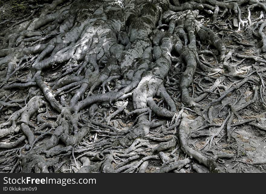 Root, Tree, Black And White, Plant