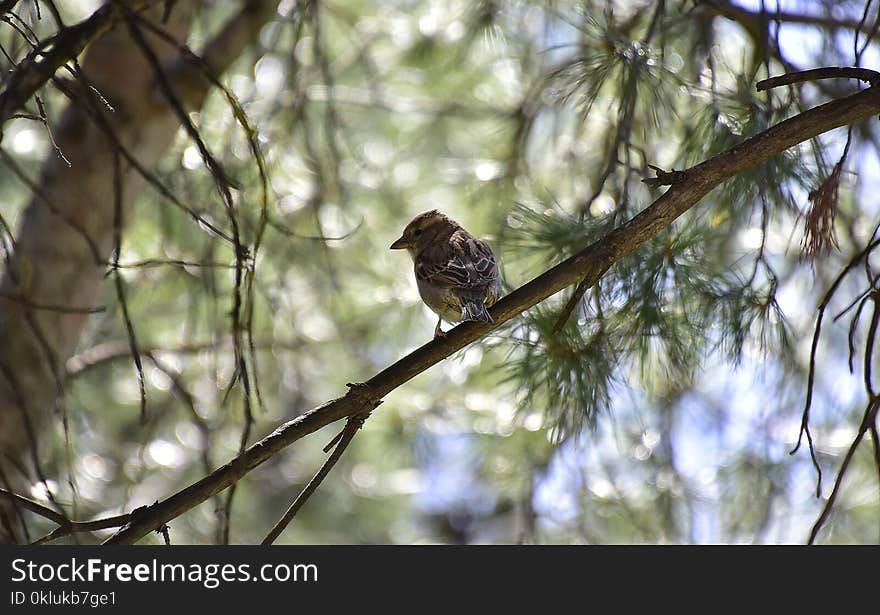 Bird, Fauna, Ecosystem, Branch