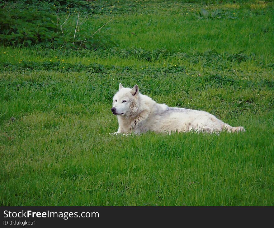 Grassland, Grass, Pasture, Meadow