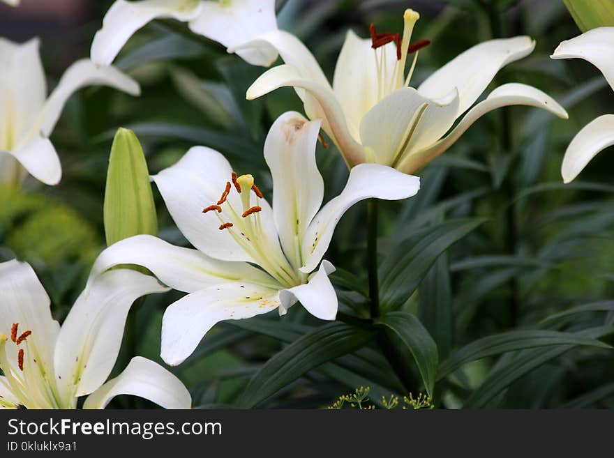 Flower, Plant, Lily, White