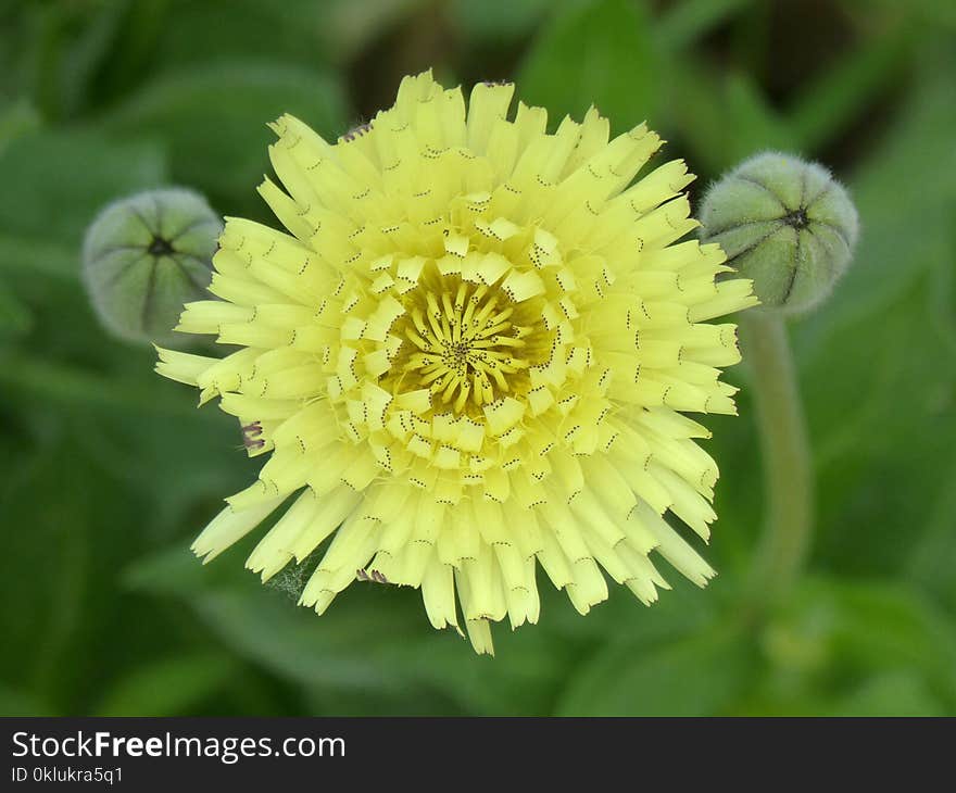 Flower, Yellow, Flora, Wildflower