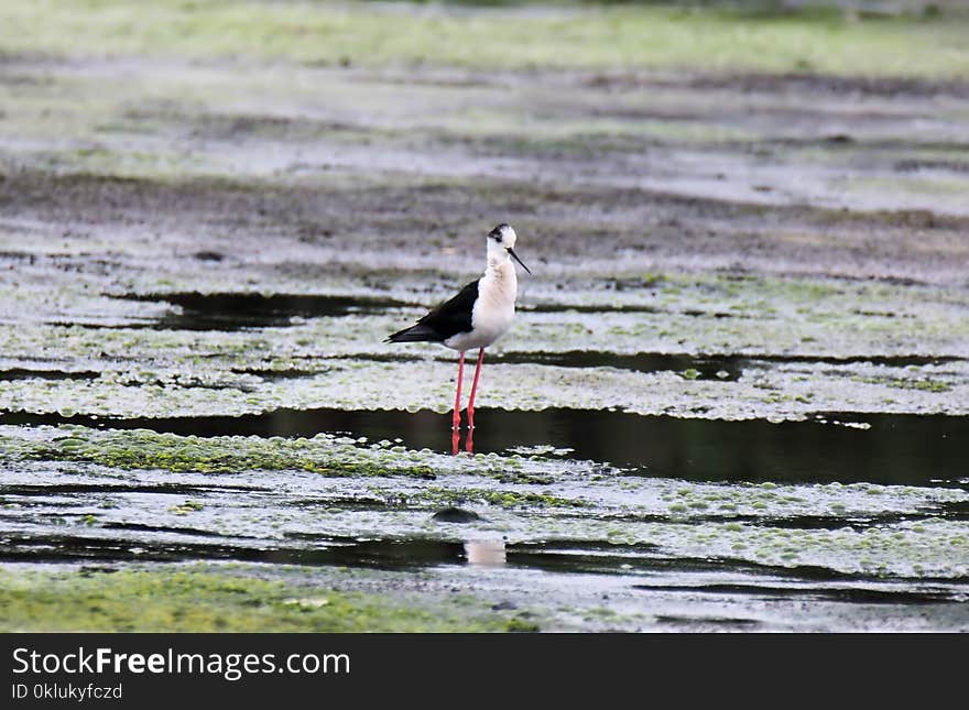 Bird, Fauna, Ecosystem, Shorebird