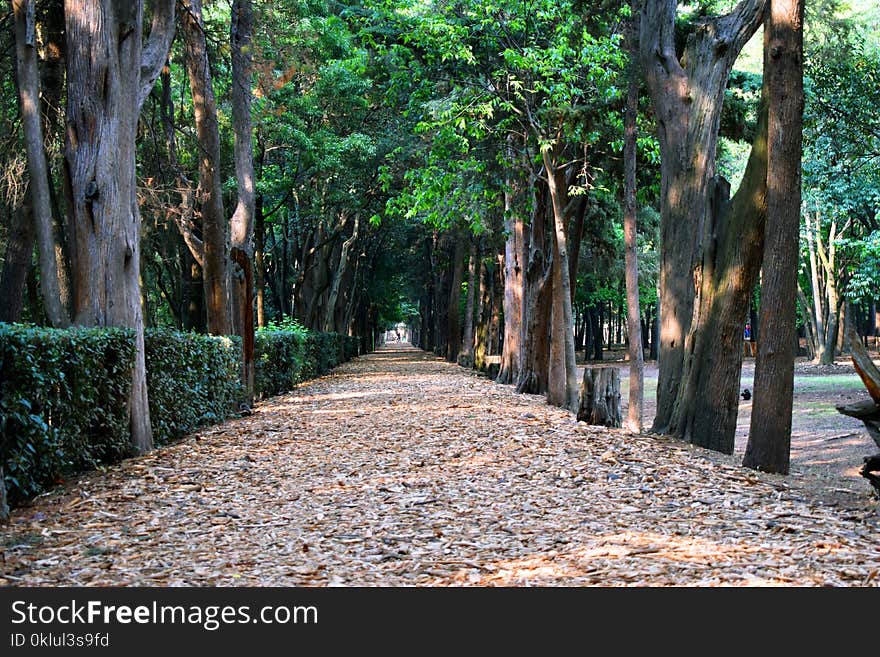 Tree, Path, Plant, Leaf