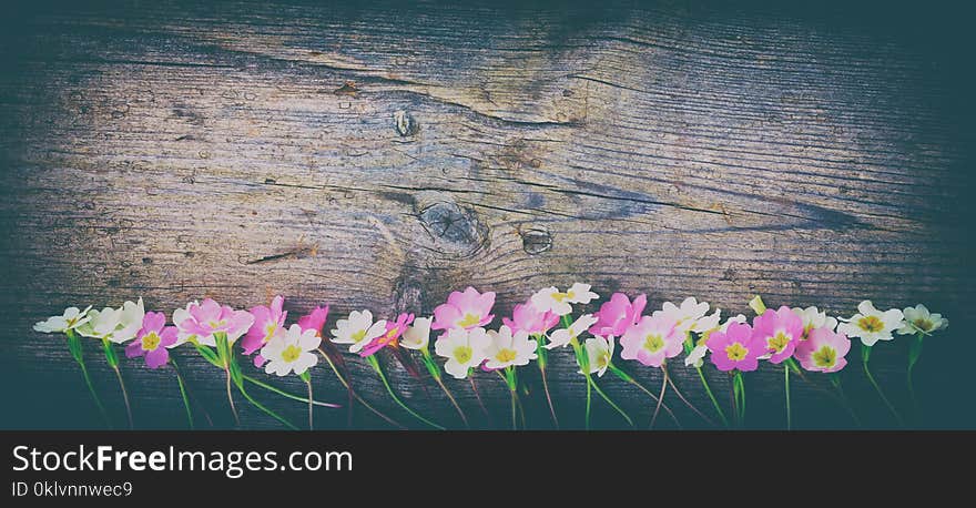 Old wooden retro grunge background with multicolored primrose flowers in a row with copy space