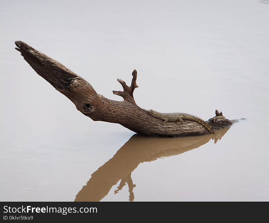 Baby Croc on a log