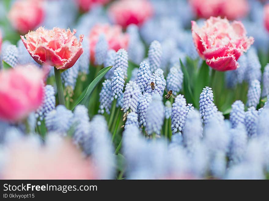 Two bees flying among pink and white tulips and blue grape hyacinths muscari armeniacum close-up, selective focus. Two bees flying among pink and white tulips and blue grape hyacinths muscari armeniacum close-up, selective focus