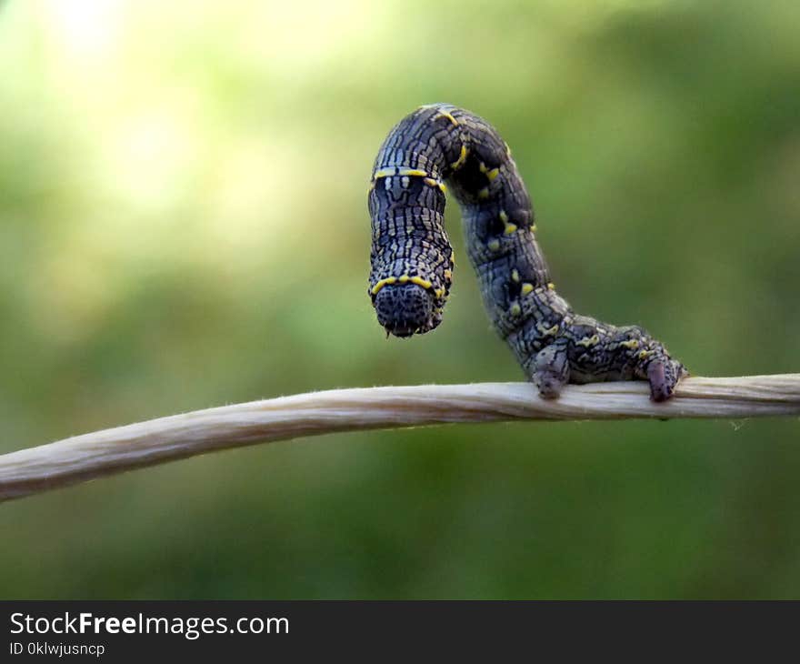 One caterpillar on the plant