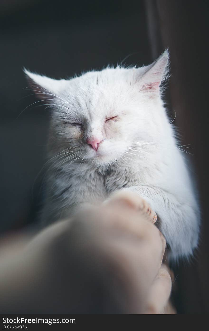 Closeup of white adorable domestic cat sleeping on a couch