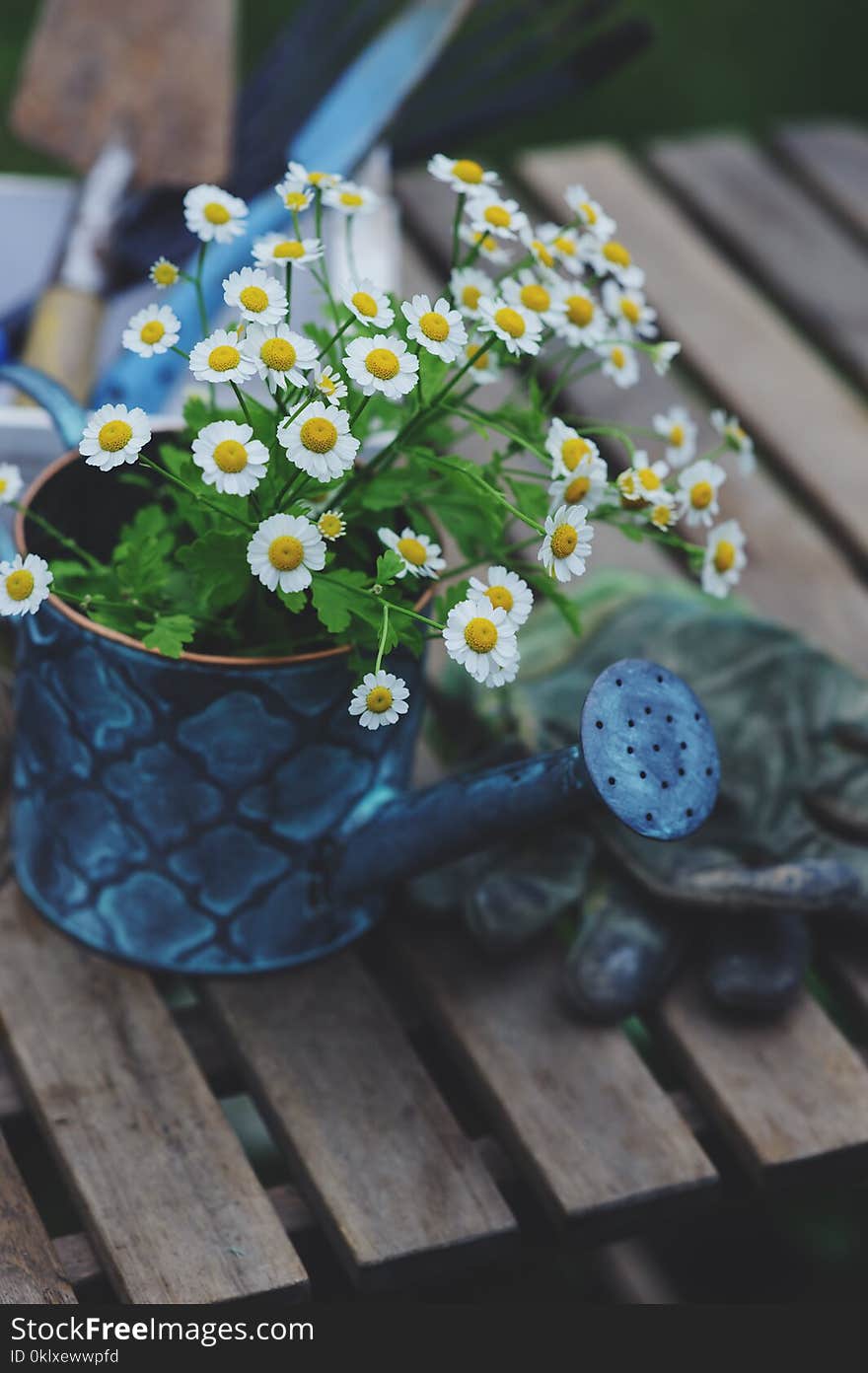 Garden work still life in summer. Camomile flowers, gloves and tools on wooden table